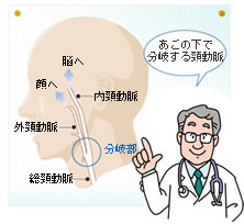 頸動脈の役割